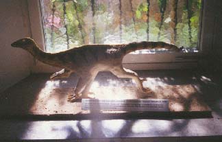 Compsognathus 13kb