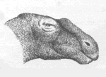 Hadrosaurier 28kb