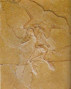Archaeopteryx 26kb