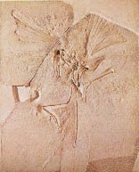 Archaeopteryx 9kb