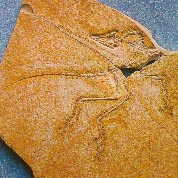 Archaeopteryx 16kb