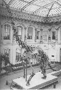 Brachiosaurus 24kb