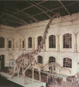 Brachiosaurus 24kb