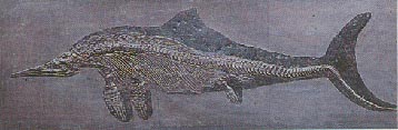 ichthyosaur 14kb