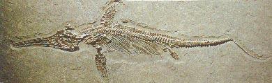 ichthyosaur 18kb