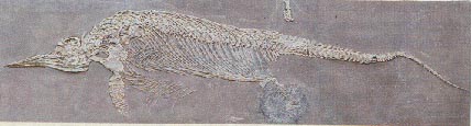 ichthyosaur 16kb