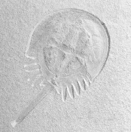 Pfeilschwanz 20kb
