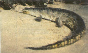 Gavial 17kb