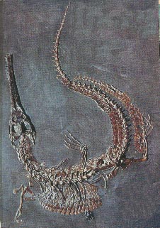 Steneosaurus 27kb