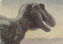 Rex 10kb