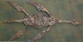 Thaumatosaurus 13kb