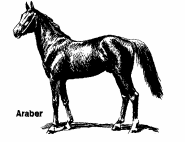 Pferd 48kb