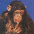 Schimpanse 25kb