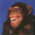 Schimpanse 38kb