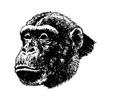 Schimpanse 15kb