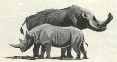 Brontotherium 19kb