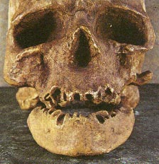 cromagnon 20kb