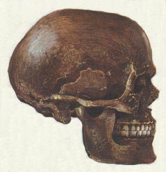 cromagnon 13kb