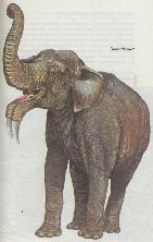 Dinotherium 9kb