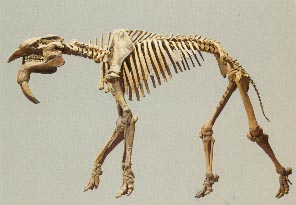 Dinotherium 13kb