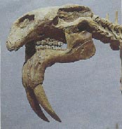 Dinotherium 8kb