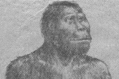 Habilis 13kb