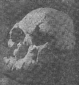 Habilis 12kb