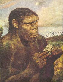 Habilis 18kb