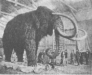Mammut 12kb