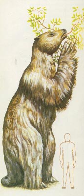 Megatherium 19kb