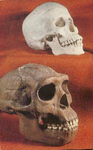 Neandertaler 15kb