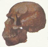 Neandertaler 6kb