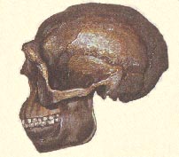 Pekingmensch 10kb