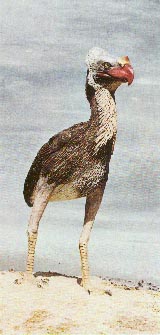 Phororhacus 15kb