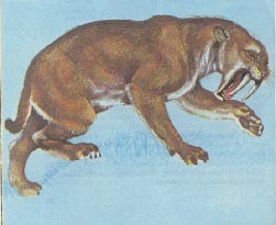 Machairodus 12kb
