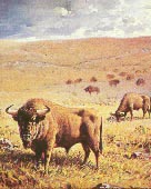 Steppenbison 10kb