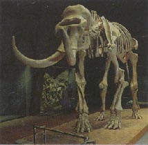 Steppenelefant 9kb