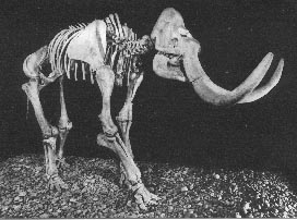 Steppenelefant 9kb