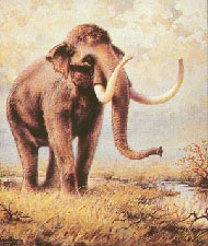 Steppenelefant 15kb