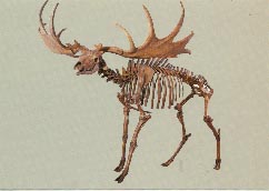 Steppenriesenhirsch 9kb