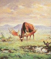 Steppenriesenhirsch 13kb