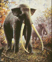 Waldelefant 16kb