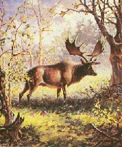 Waldriesenhirsch 19kb
