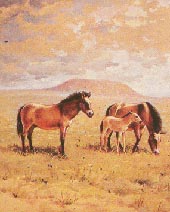 Wildpferd 11kb