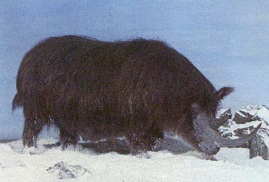 Wollnashorn 27kb