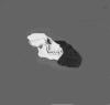 Urmensch 19kb