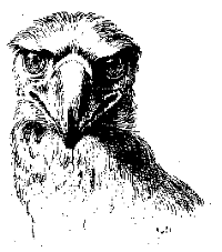 Adlermann 76kb