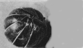 Assel 44kb