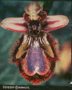 Orchidee 17kb