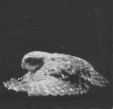 Eule 38kb